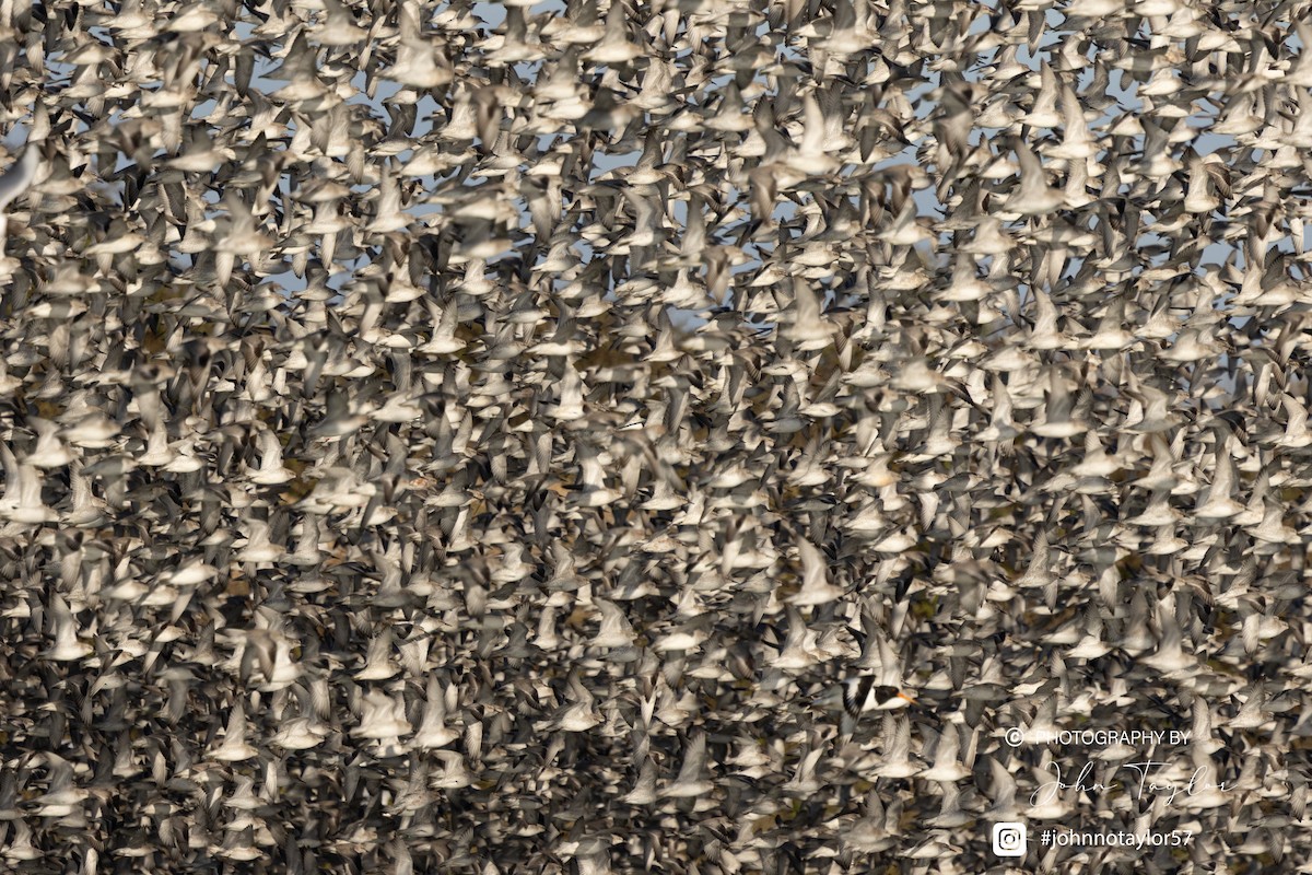 Red Knot - ML633075470