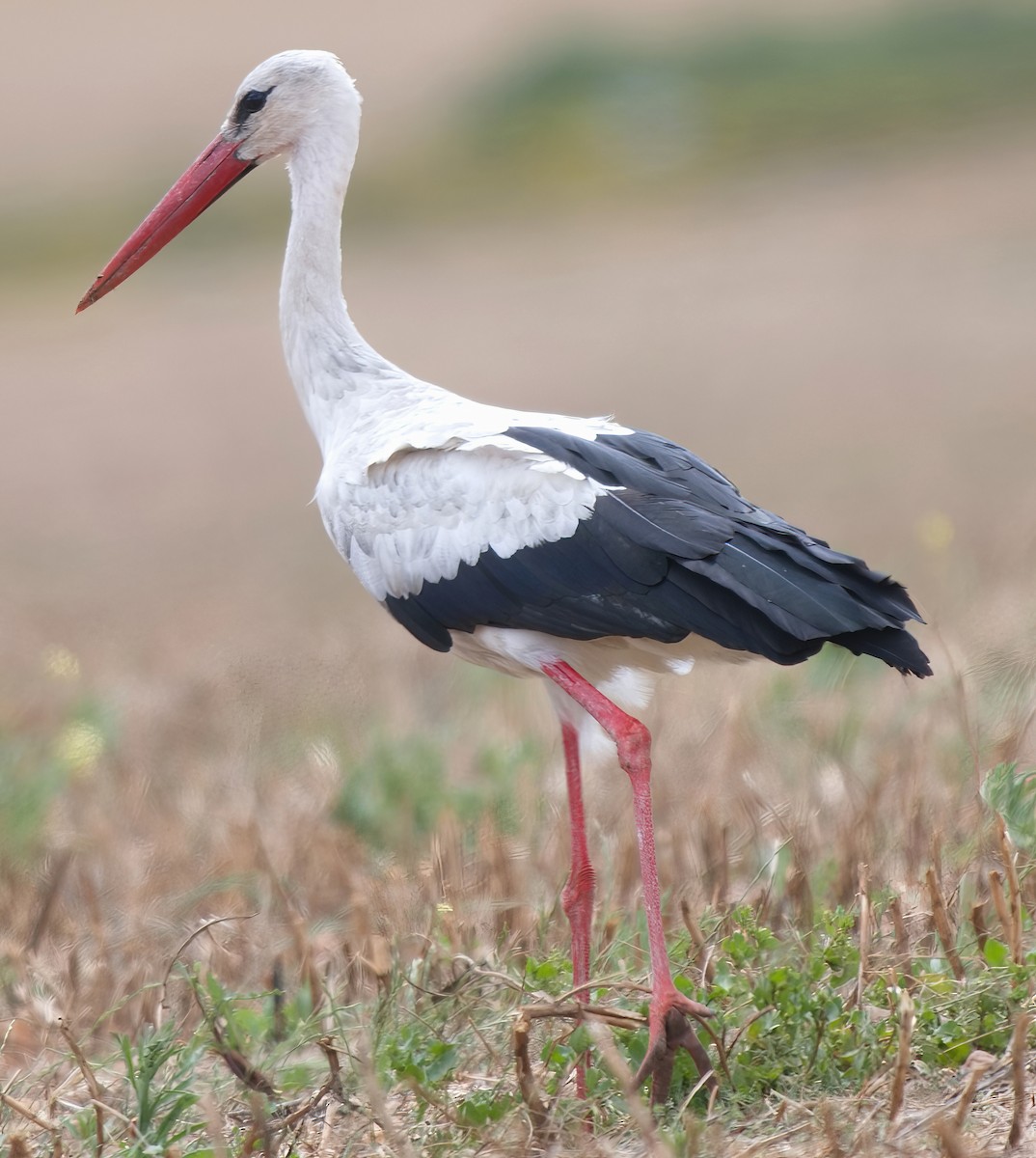 Cigogne blanche - ML633075562