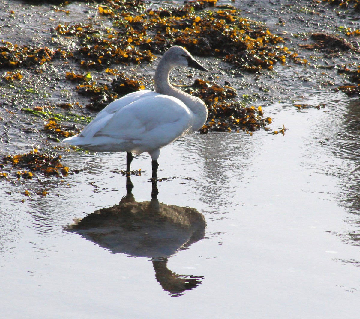 Tundra Swan - ML633075584