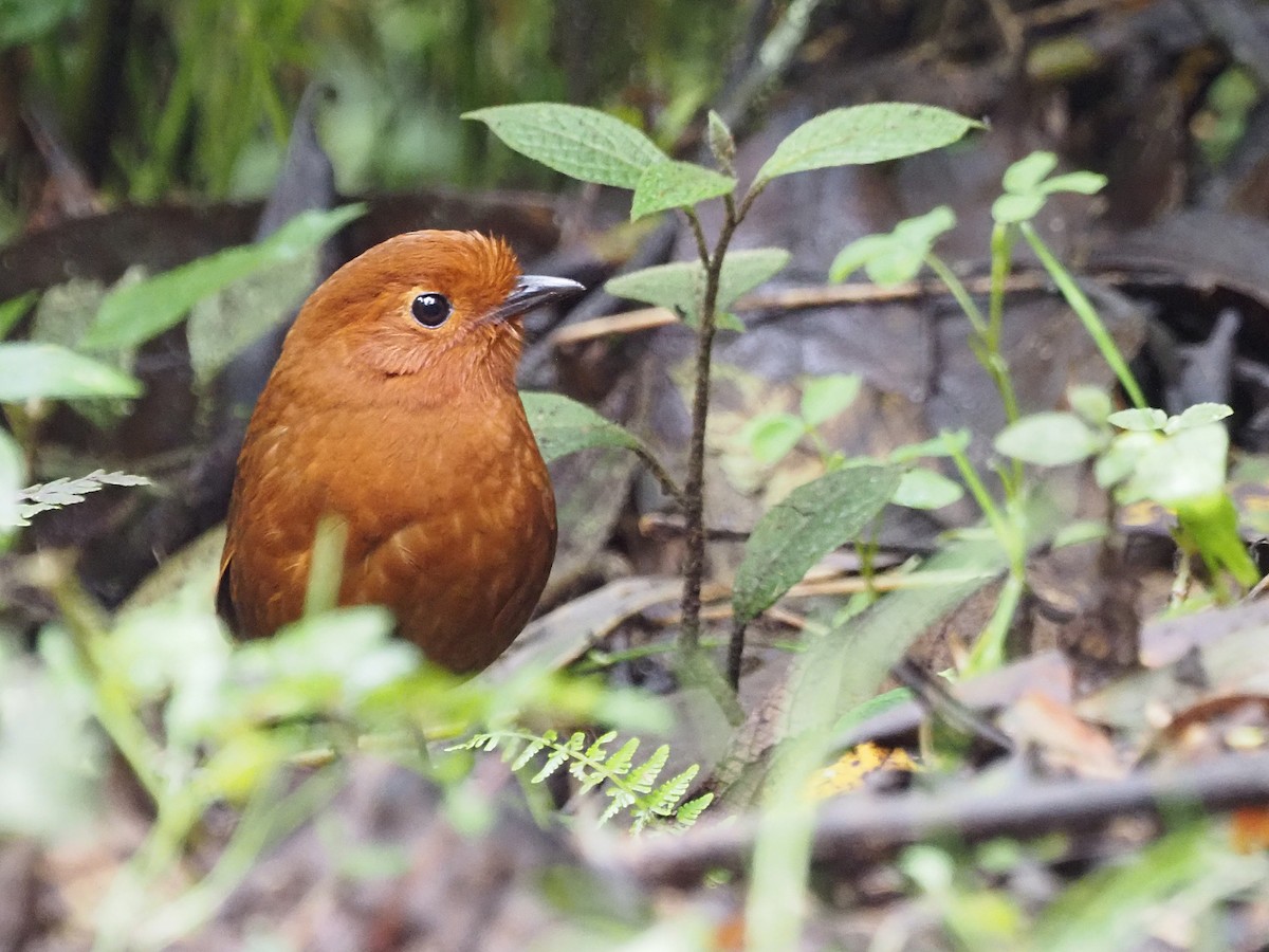 Chami Antpitta - ML633075621