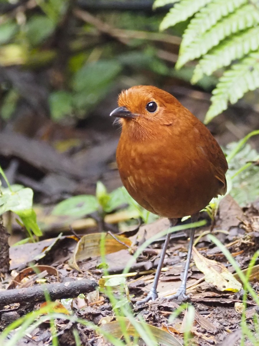 Chami Antpitta - ML633075622