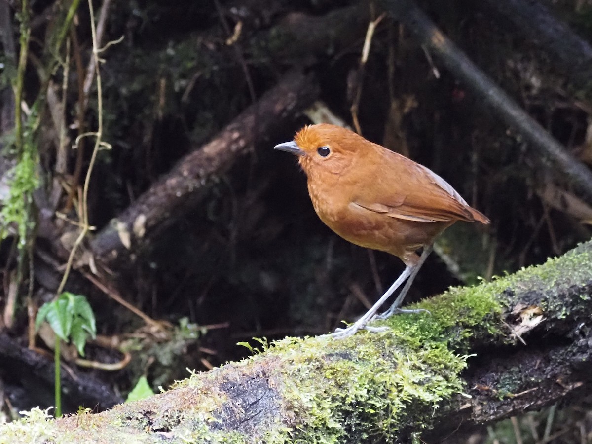 Chami Antpitta - ML633075624