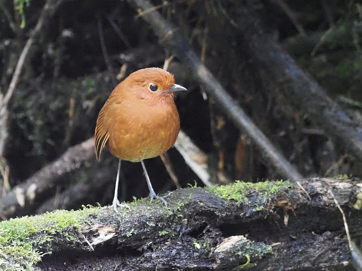 Chami Antpitta - ML633075625