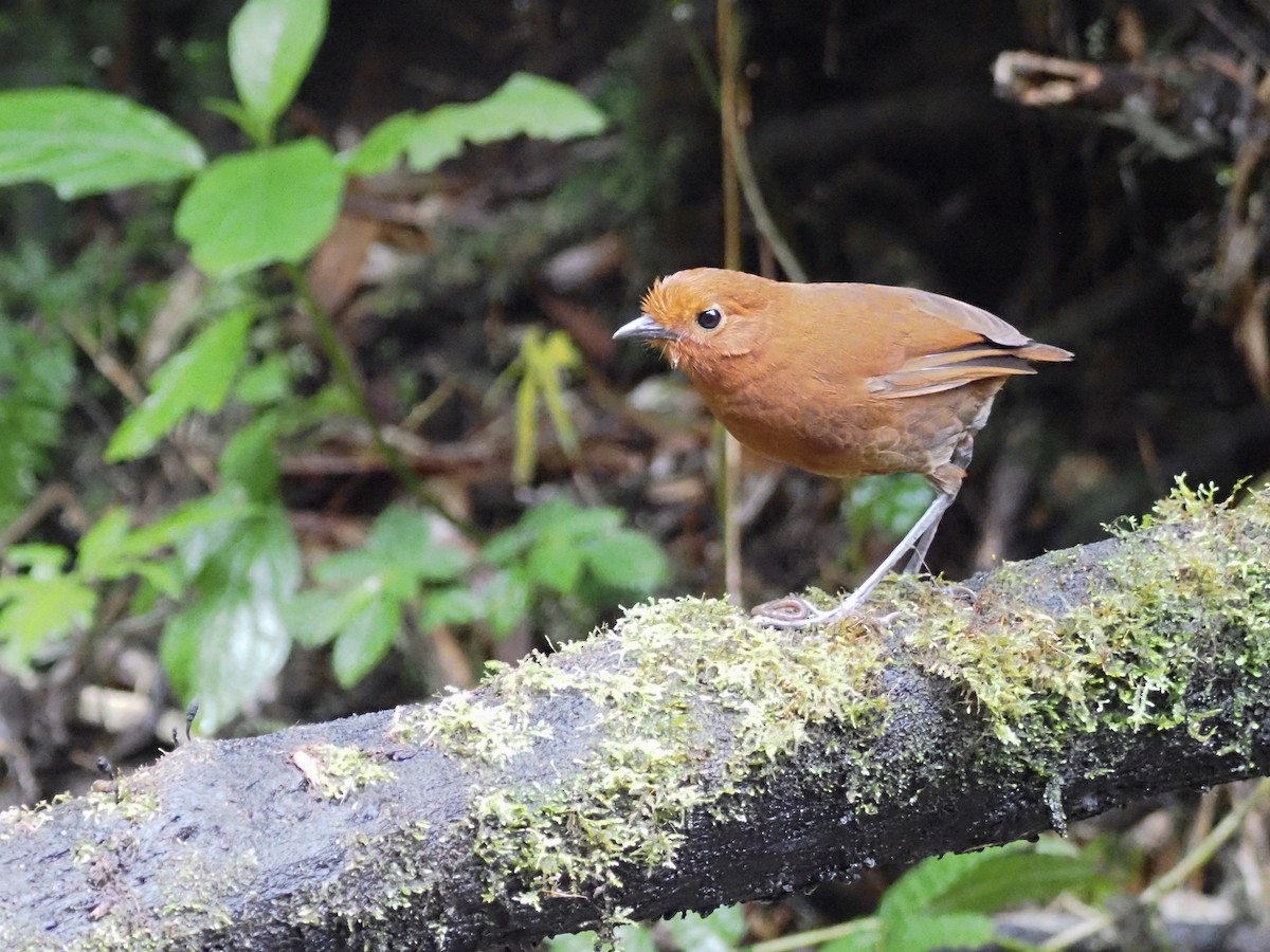 Chami Antpitta - ML633075626