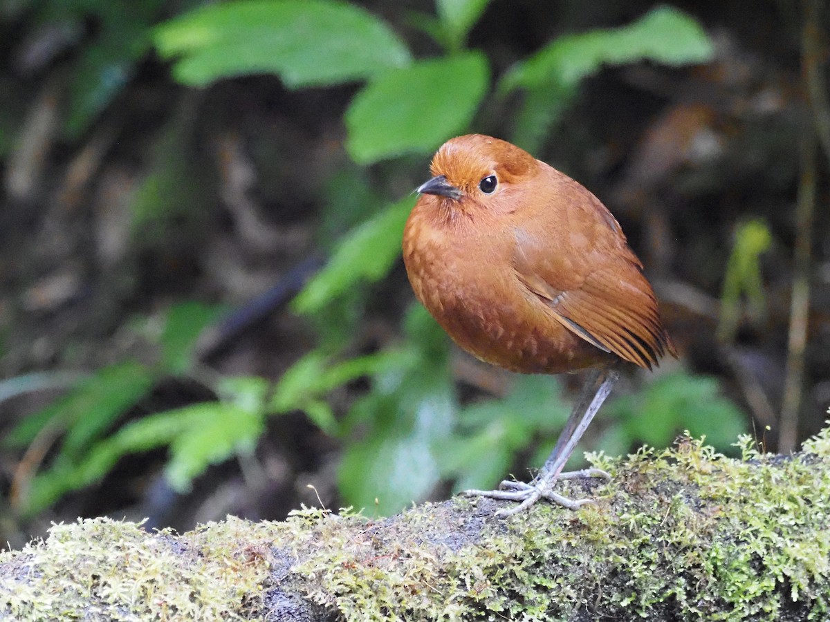 Chami Antpitta - ML633075627
