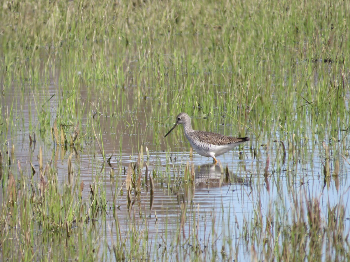 Greater Yellowlegs - ML633075714