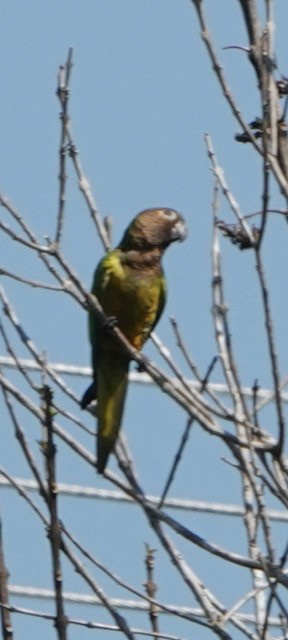 Brown-throated Parakeet - ML633075724