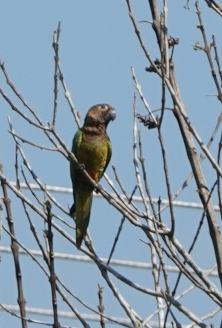 Brown-throated Parakeet - ML633075726