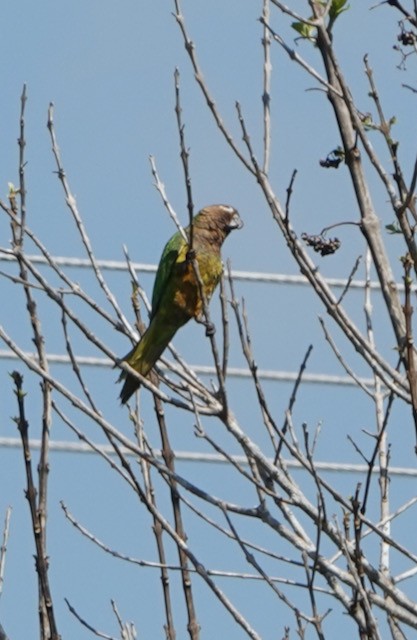 Brown-throated Parakeet - ML633075727