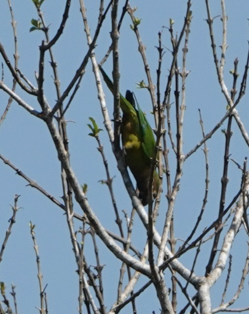 Brown-throated Parakeet - ML633075728