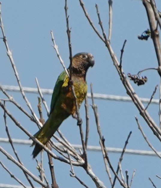 Brown-throated Parakeet - ML633075729