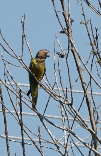 Brown-throated Parakeet - ML633075731