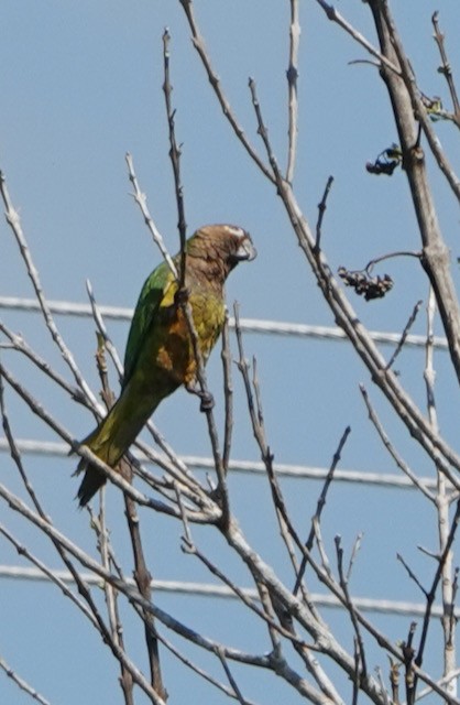 Brown-throated Parakeet - ML633075732