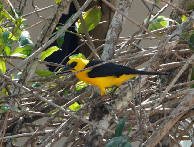 Oriole Blackbird - ML633075800