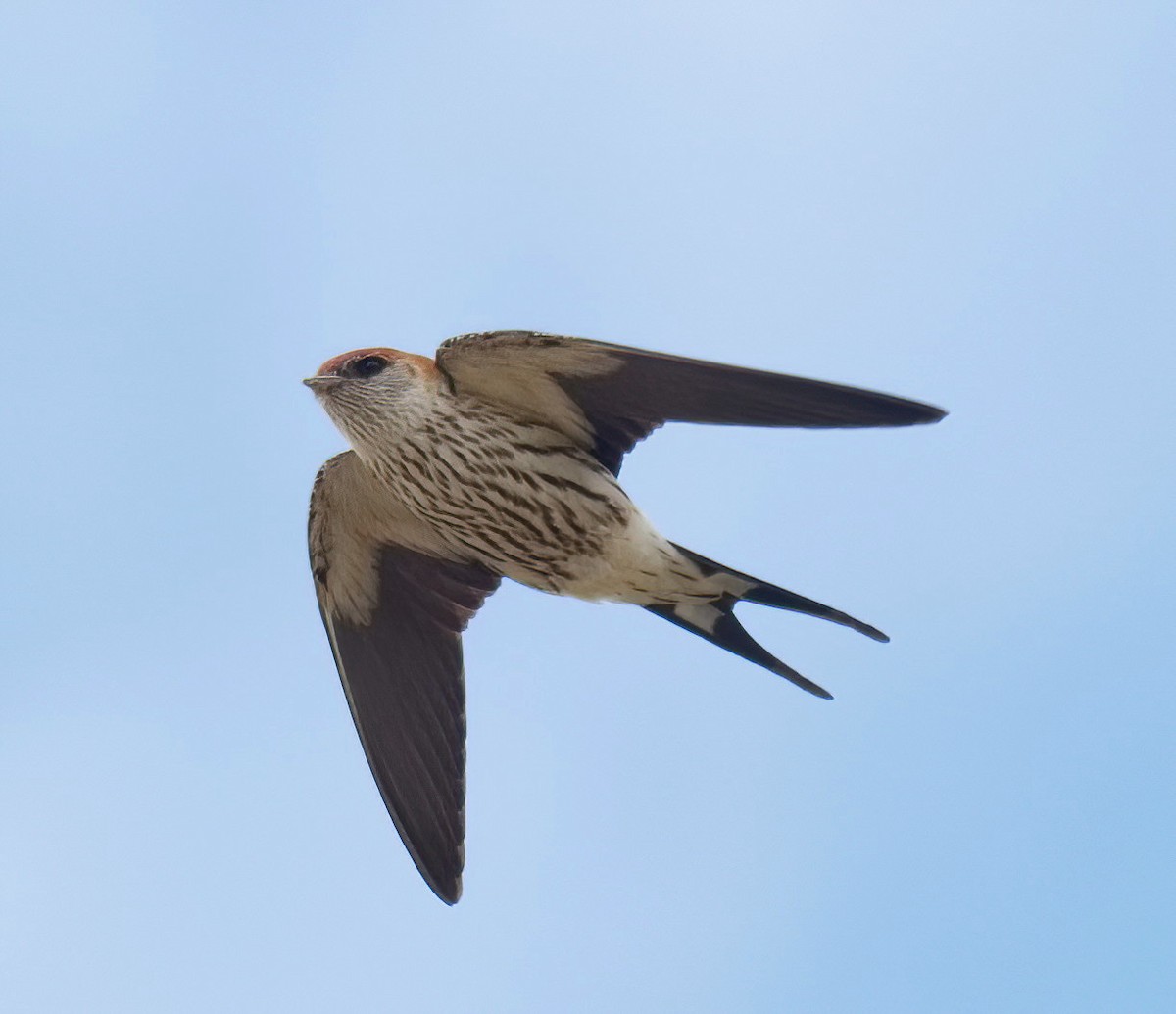 Greater Striped Swallow - ML633075875