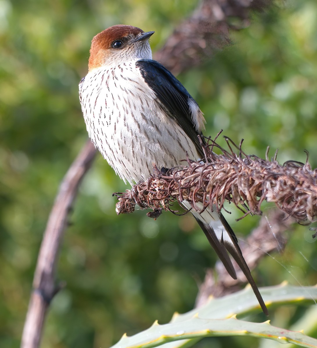 Greater Striped Swallow - ML633075913