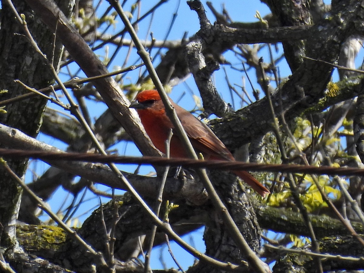 Piranga orangé - ML633076075