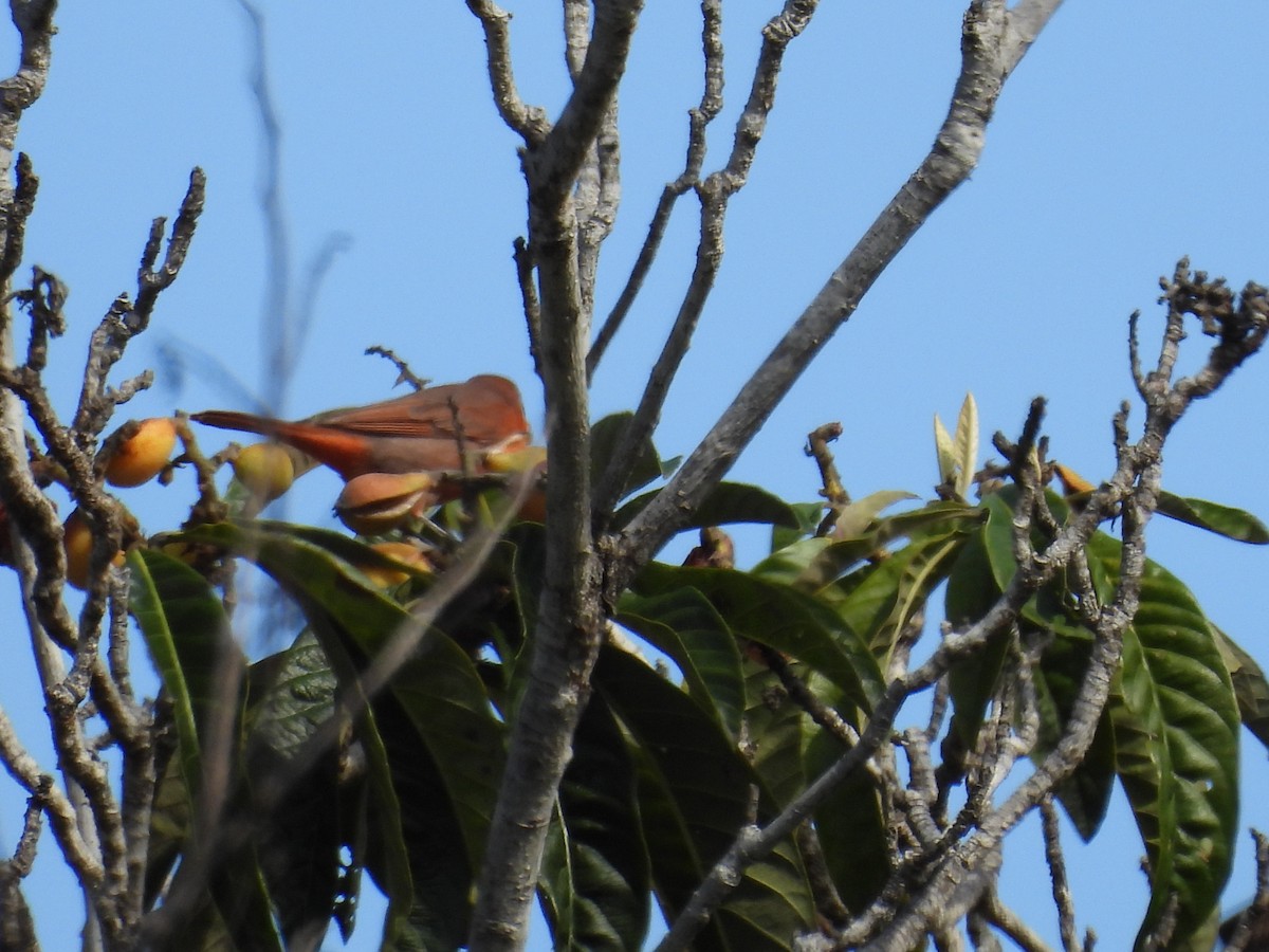 Piranga orangé - ML633076076