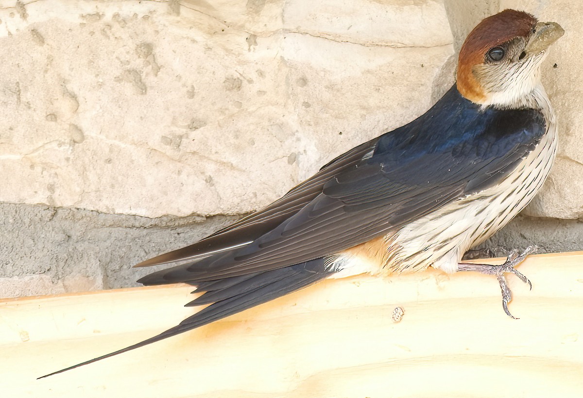 Greater Striped Swallow - ML633076229