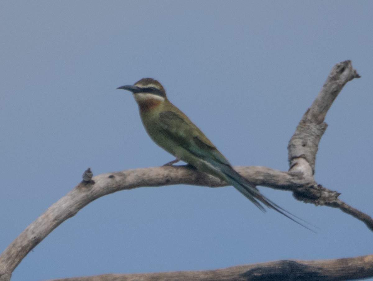 Olive Bee-eater - ML633076240