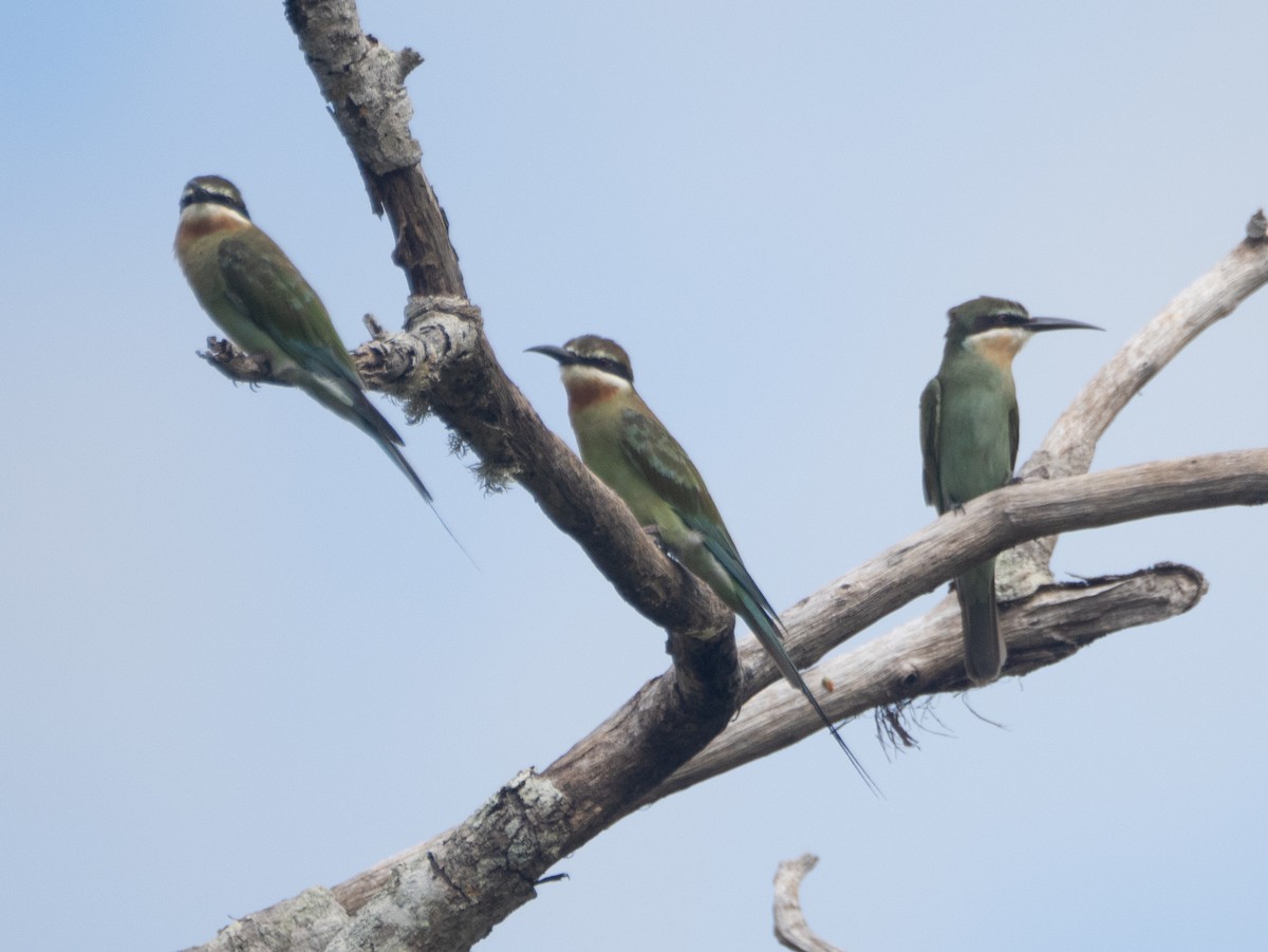 Olive Bee-eater - ML633076241