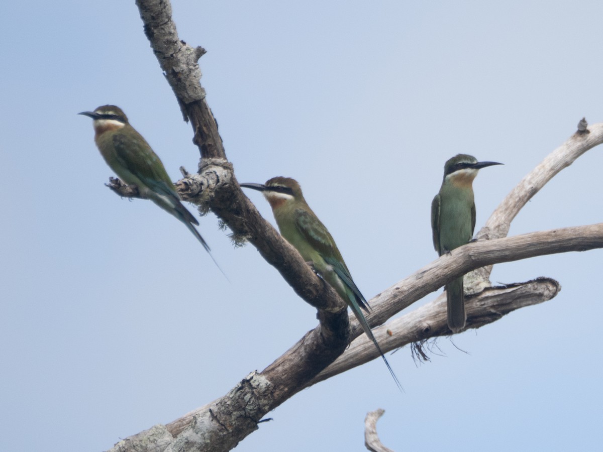 Olive Bee-eater - ML633076243