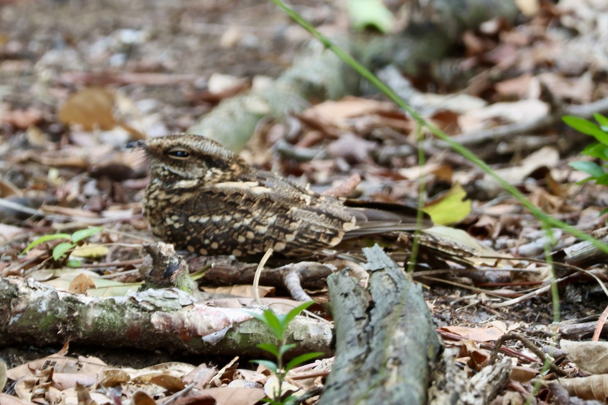 White-tailed Nightjar - ML633076313