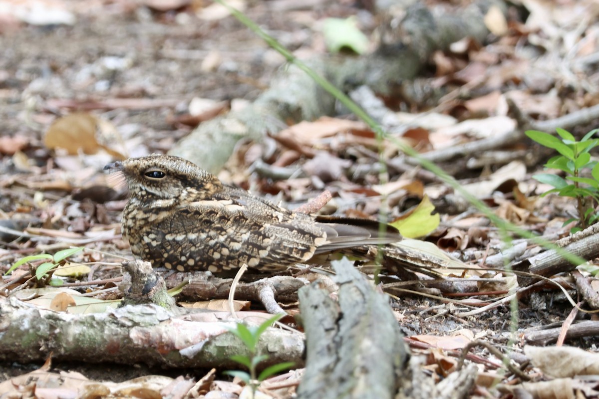 White-tailed Nightjar - ML633076314