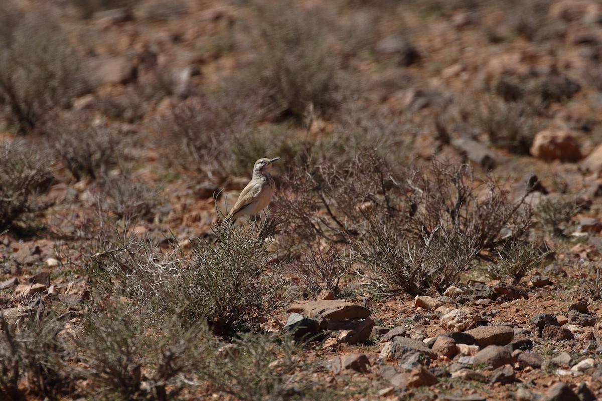 Greater Hoopoe-Lark - ML633076405