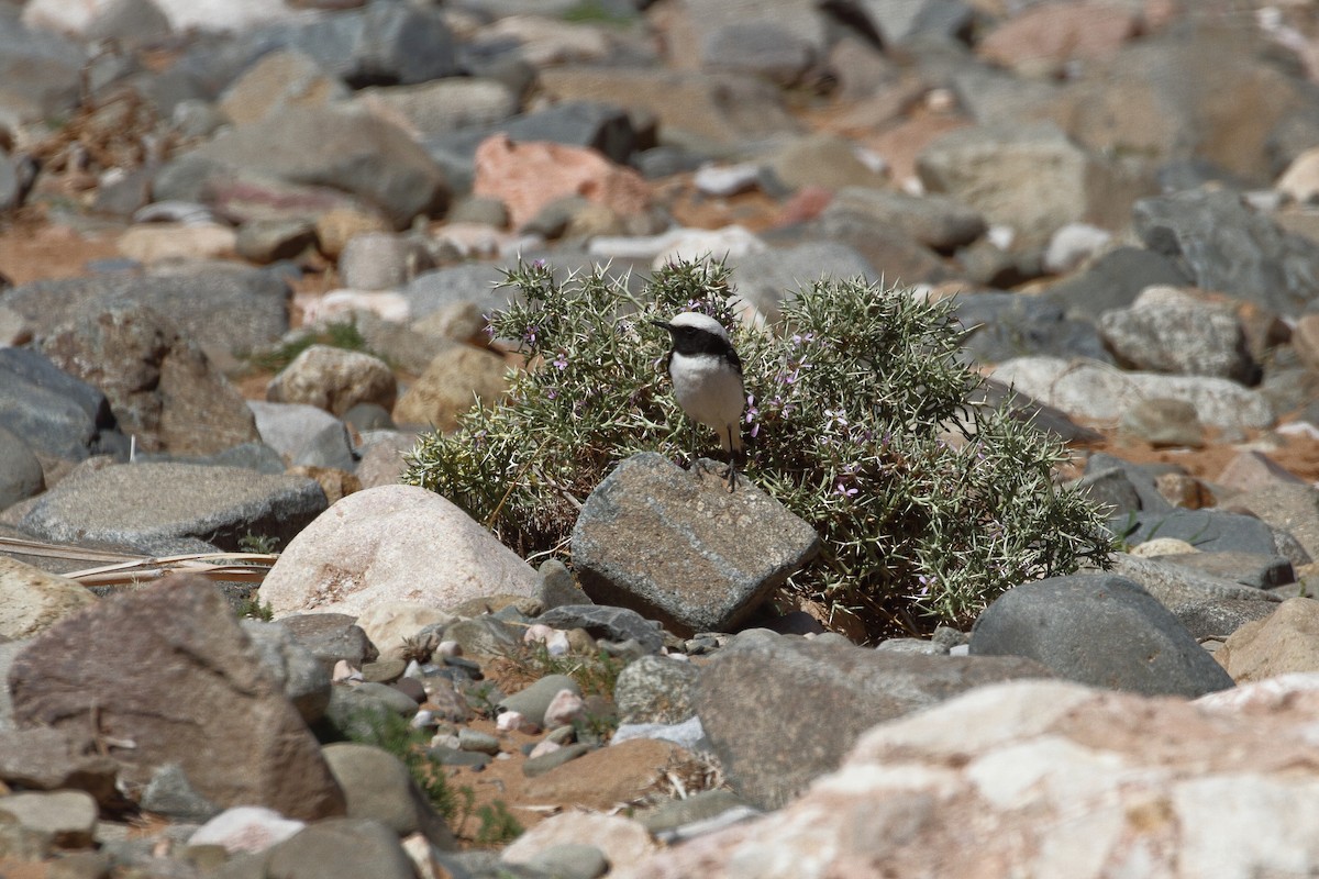 Mourning Wheatear (Maghreb) - ML633076472