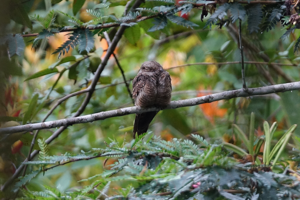 Ladder-tailed Nightjar - ML633076566