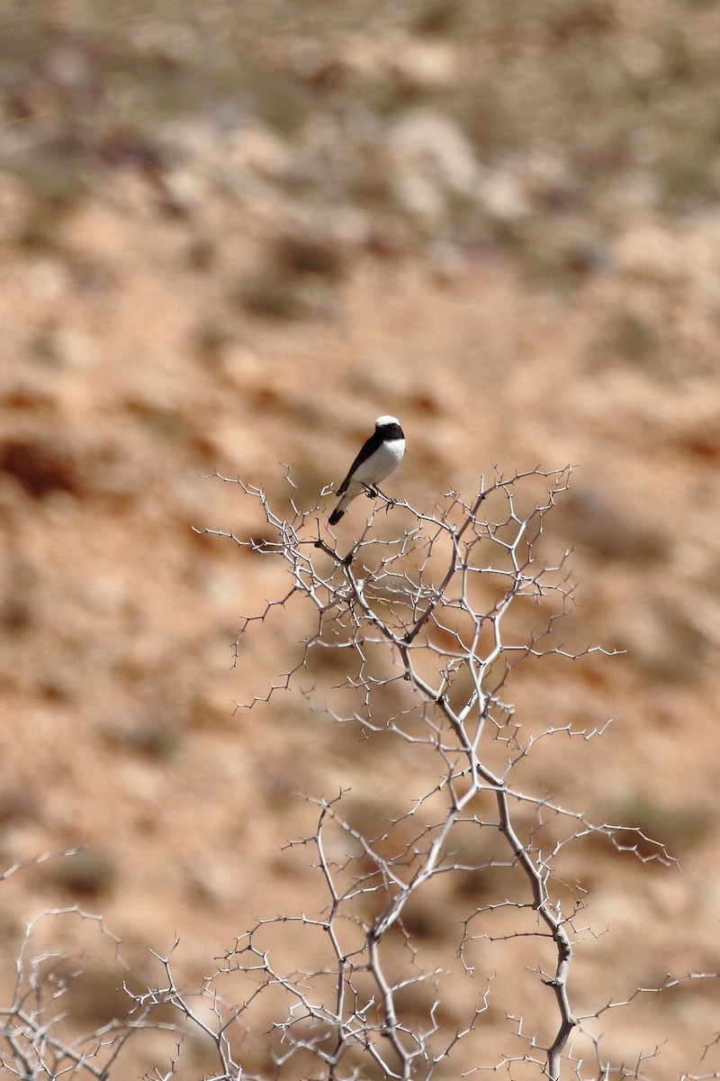 Mourning Wheatear (Maghreb) - ML633076624