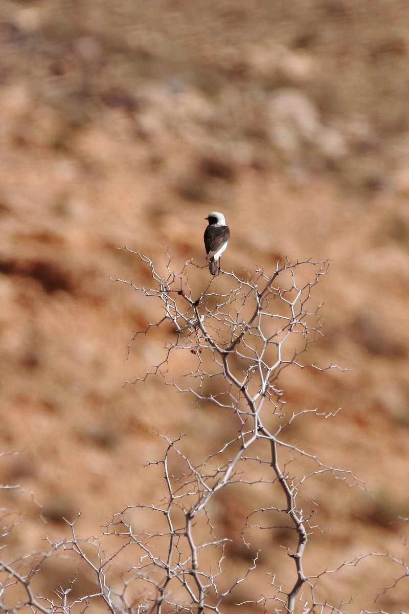 Mourning Wheatear (Maghreb) - ML633076625