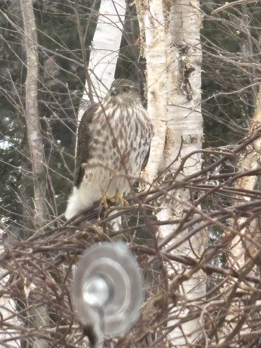 Épervier brun - ML633076677