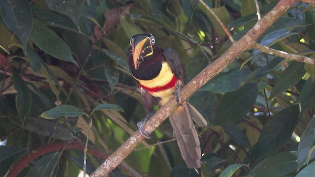 Chestnut-eared Aracari - ML633076682