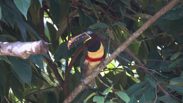 Chestnut-eared Aracari - ML633076687