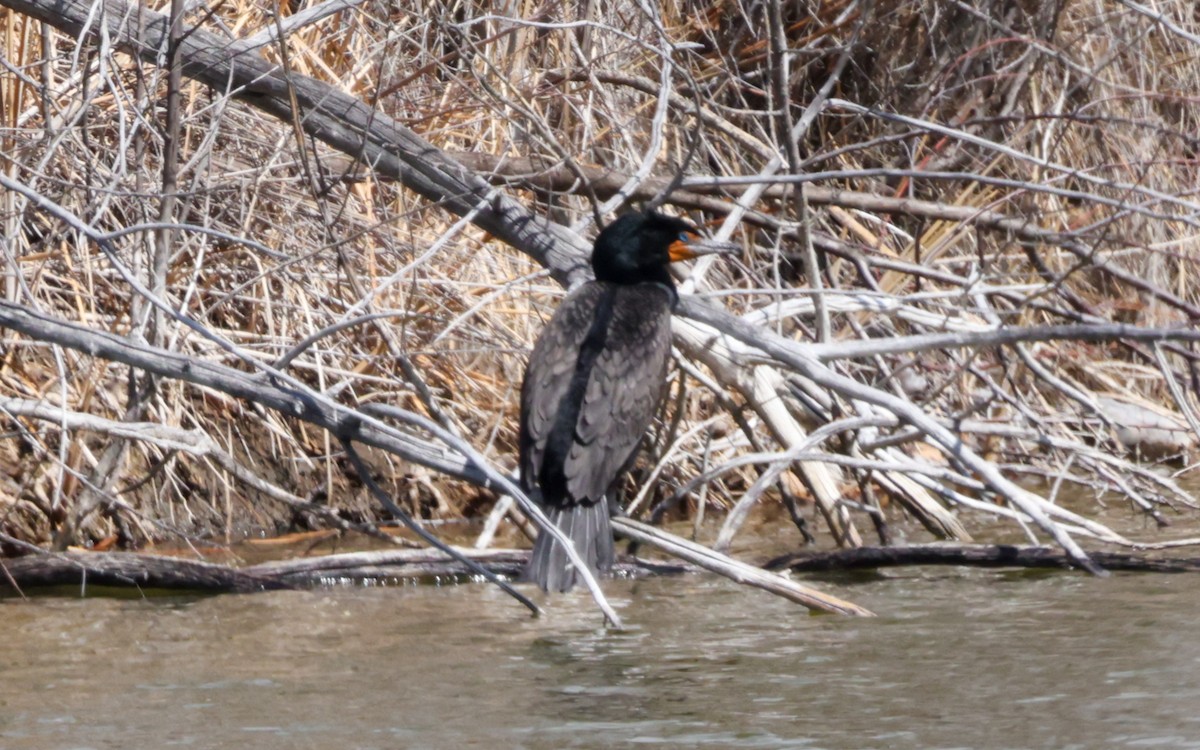 Double-crested Cormorant - ML633076707