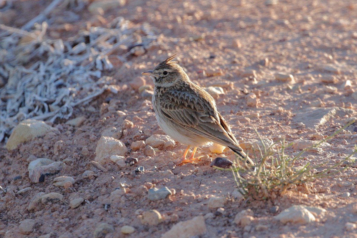 Thekla's Lark - ML633076904