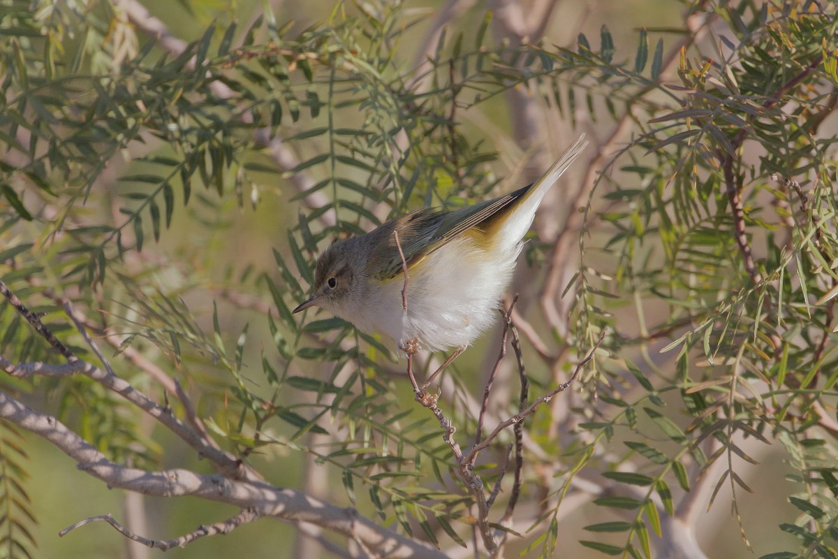 Western Bonelli's Warbler - ML633076915