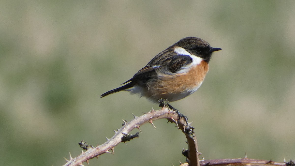 European Stonechat - ML633076984