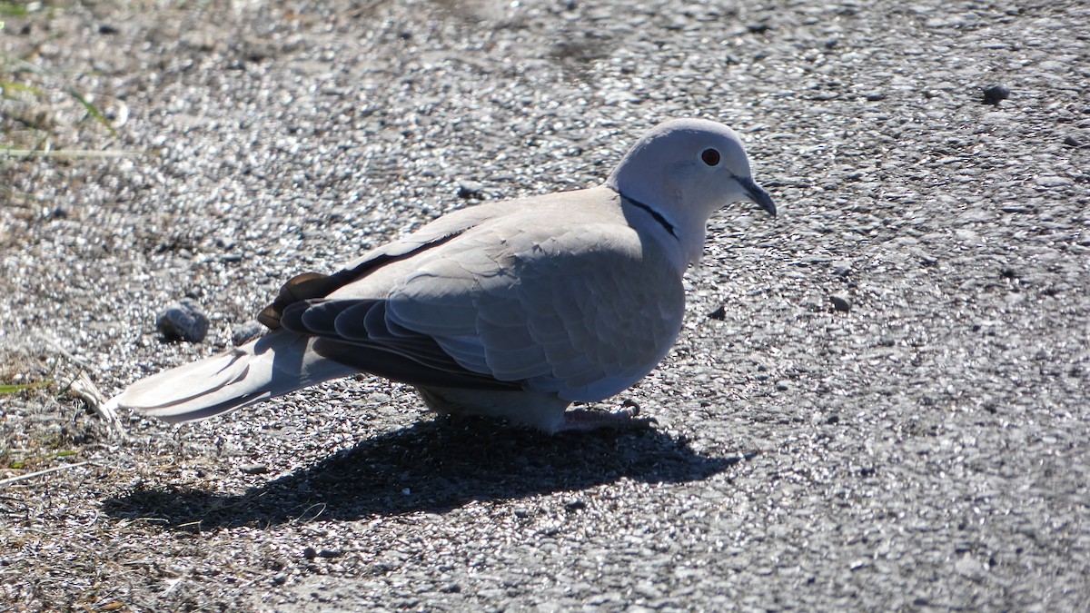 Eurasian Collared-Dove - ML633076993