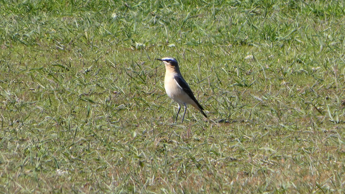 Northern Wheatear - ML633077027