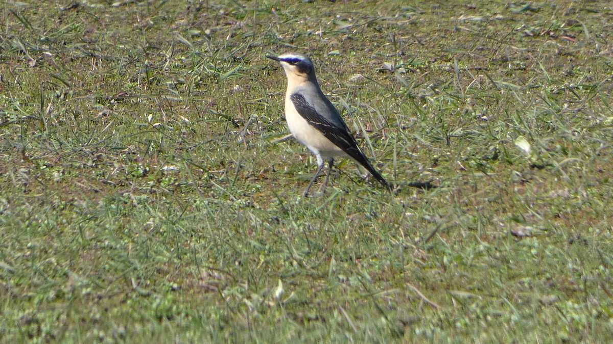 Northern Wheatear - ML633077044