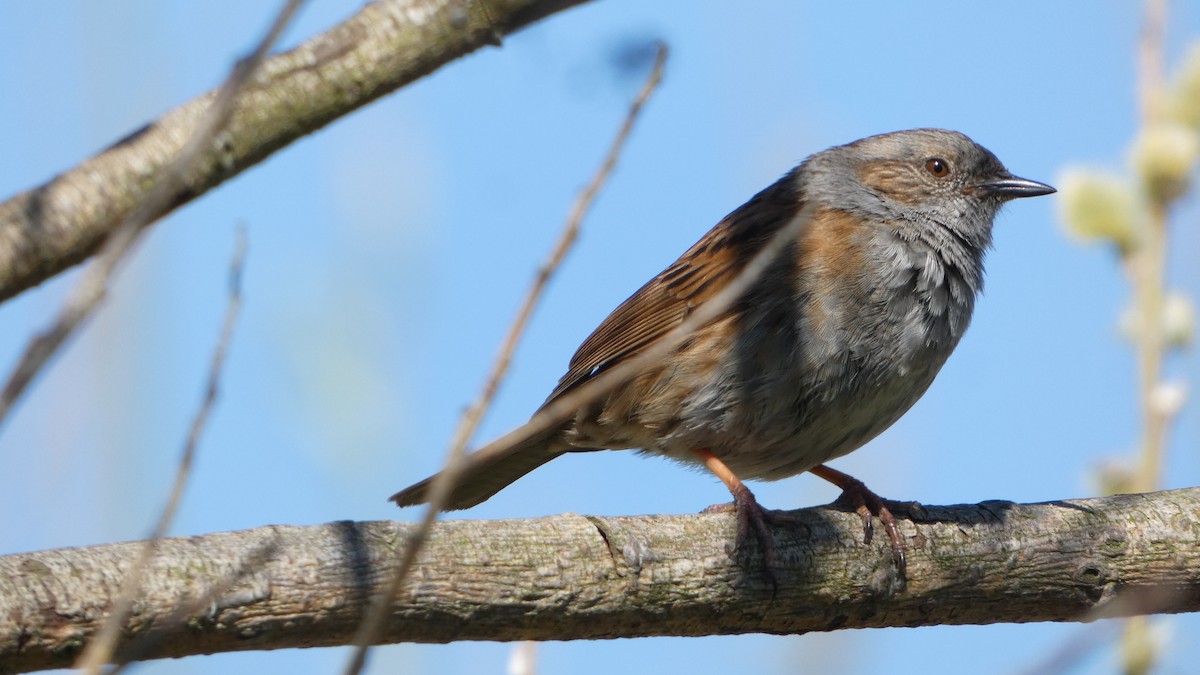 Dunnock - ML633077071