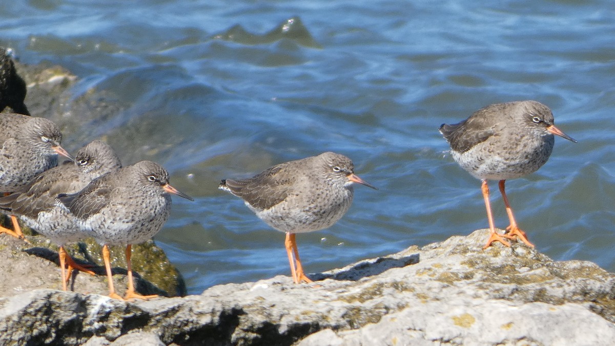Common Redshank - ML633077087