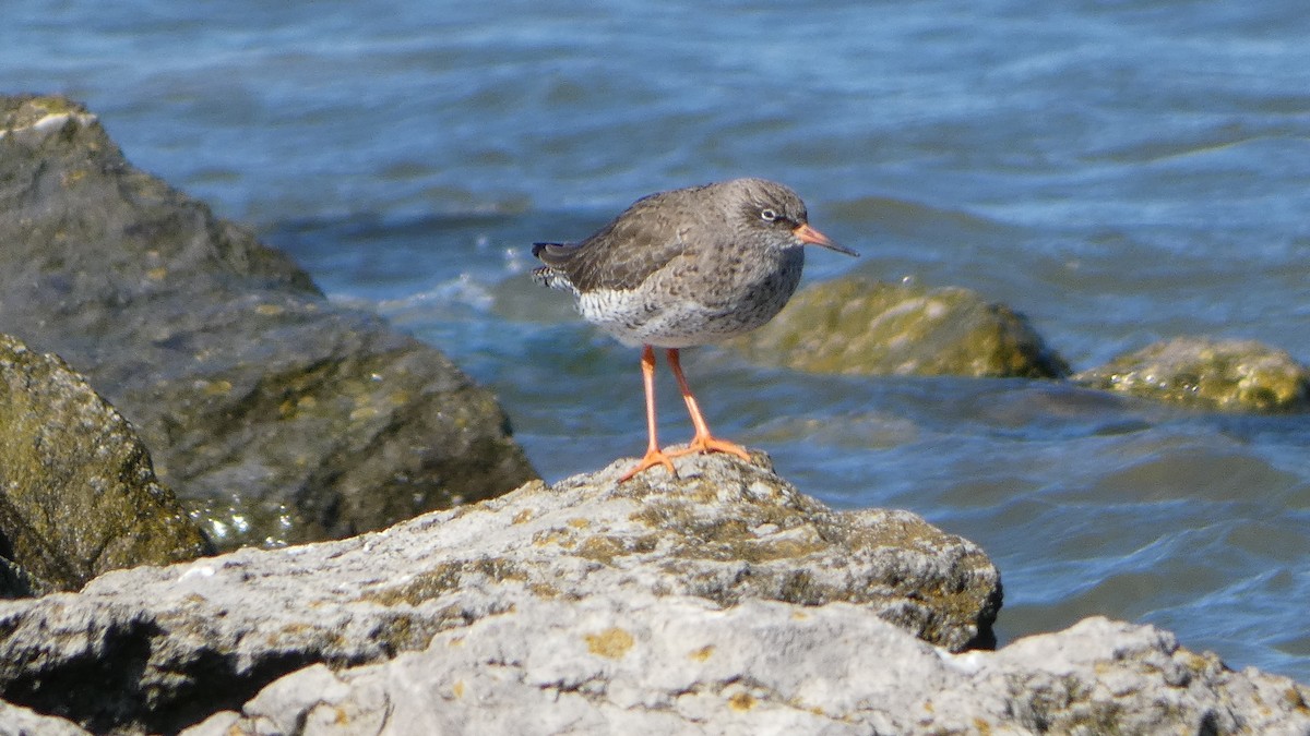 Common Redshank - ML633077108