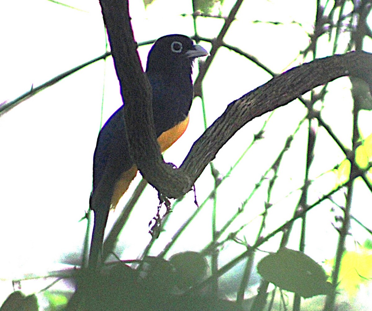 Gartered Trogon - ML633077114
