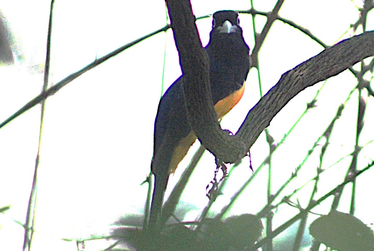 Gartered Trogon - ML633077115