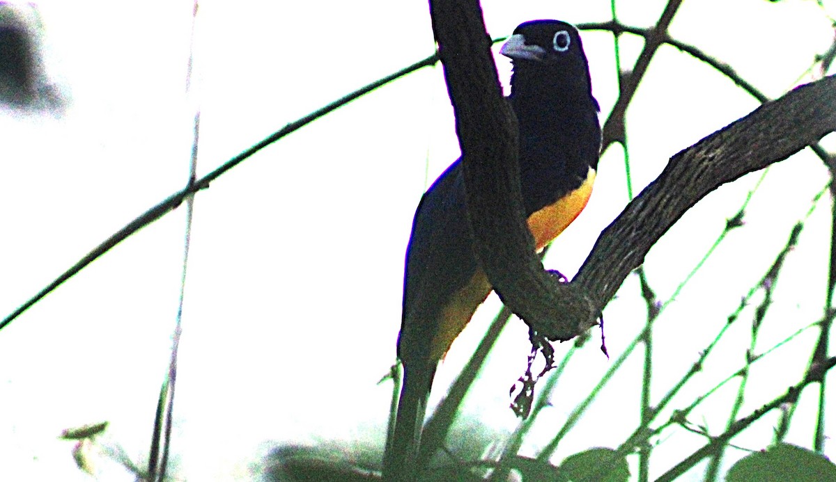Gartered Trogon - ML633077116