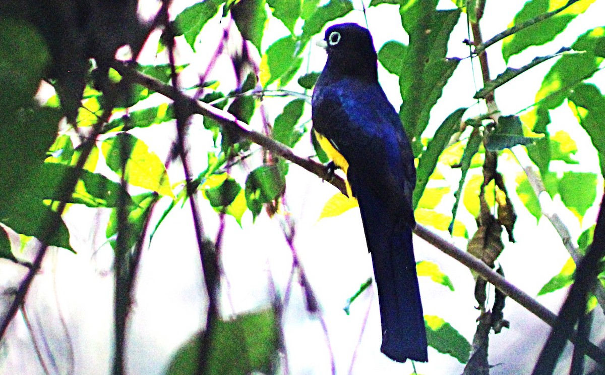 Gartered Trogon - ML633077117